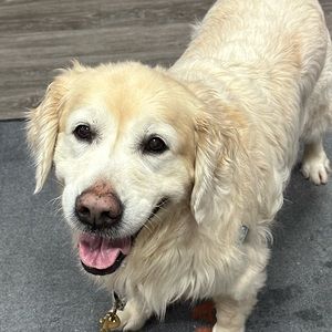 Meet your Posher, Xiaohua